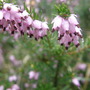 Garden_018
