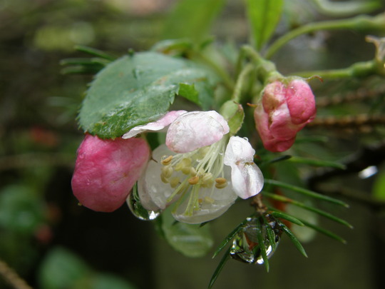 A garden flower photo