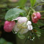 Garden_022