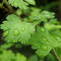 Garden_002
