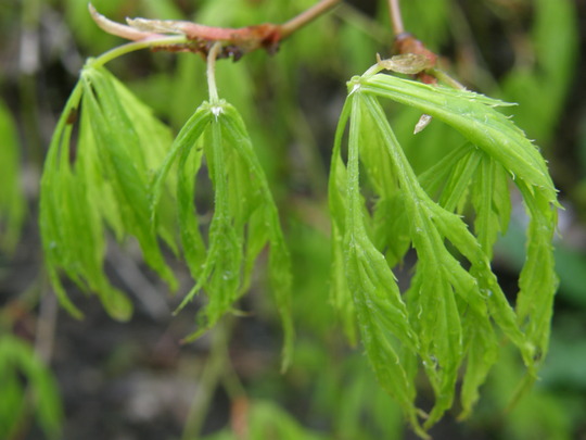 Acer Dissectum (Acer Dissectum)