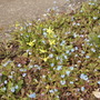 Dwarfdaffs_fogetmenotsvistabilefrontpathbed15