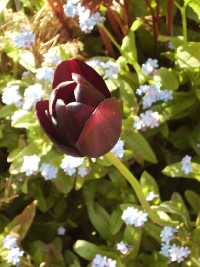 'Queen of the NIght' Tulip & Forget-me-nots 04.08