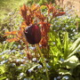 Blacktulip_peonyvistabilegaragebed23
