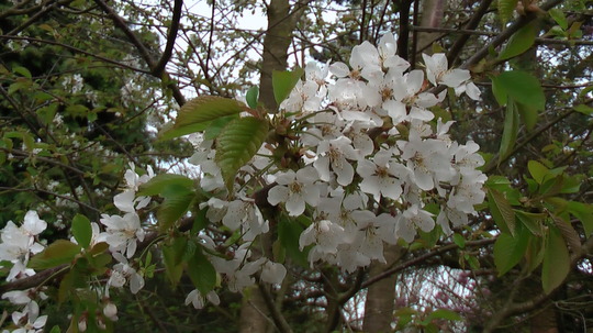 Wild Cherry Blossom Close Up 04.08 (Prunus avium   (Shenstone))