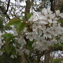 Wild Cherry Blossom Close Up 04.08 (Prunus avium   (Shenstone))