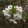 Samantha_scherryblossomcloseupshenstonebackgarden_26