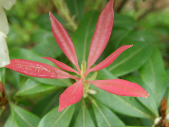 flame of the forest (pieris)