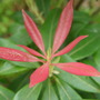 Garden_004