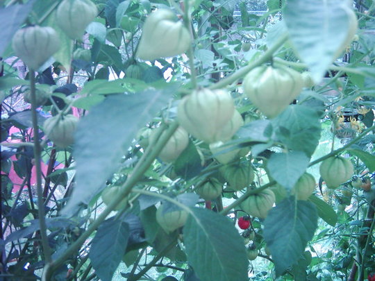 Tomatillos (LYCOPERSICON)