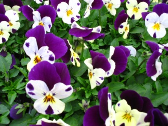 Violas