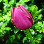 Queen_of_the_night_tulips