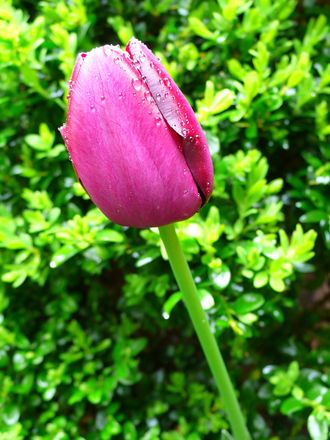 'Queen of the night' tulips growing in the garden. April, 2008. (tulipa)