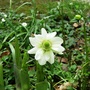 Anemone (Anemone blanda (Anemone) 'White Splendour')