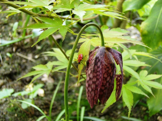 Lily Beetle (Fritillaria meleagris (Snake's head fritillary))
