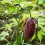 Lily Beetle (Fritillaria meleagris (Snake's head fritillary))