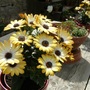 Sun_040