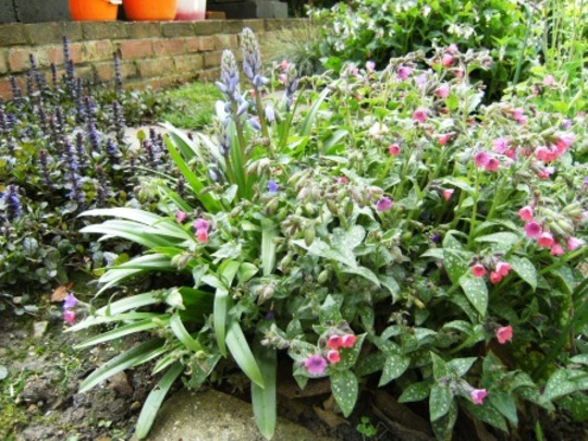 Ajuga, Blue bells and Pulmonaria (Pulmonaria angustifolia (Blue Cowslip))