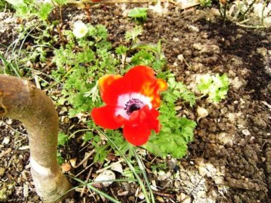 Anemone de caen (Anemone de caen)