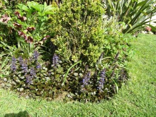 ajuga (Ajuga reptans 'Atropurpurea)