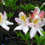P1010765