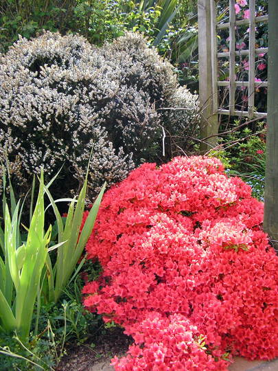 Azalea