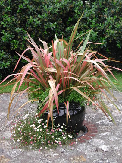 Phormium (Phormium cookianum & erigeron karvinskianus)