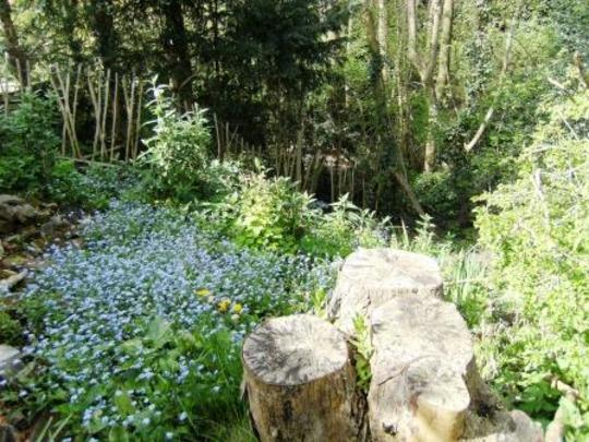 Forget me not (Myosotis)