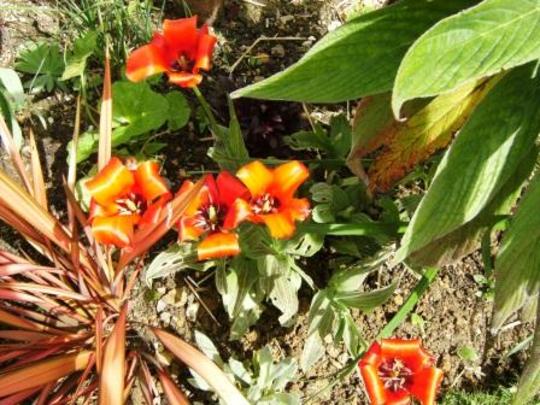 Tulip Red Riding Hood (Tulipa Red Riding Hood)