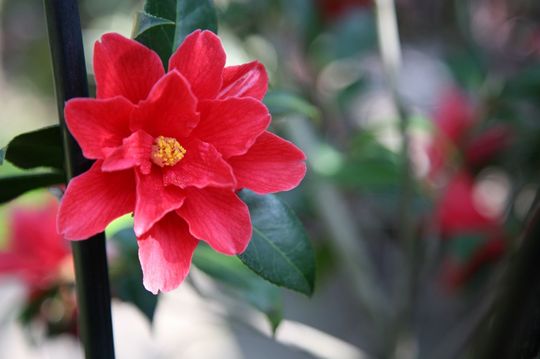 Camelia next to black bamboo
