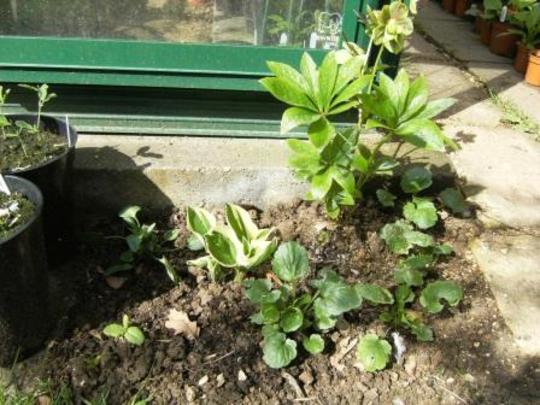 Mystery Hosta (Plantain lily)
