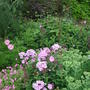 Lavender_phlox