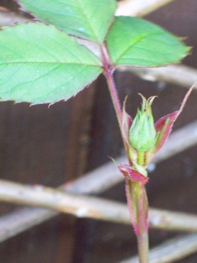 1St RED ROSE BUD :)