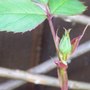 1St RED ROSE BUD :)