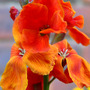 Garden_002