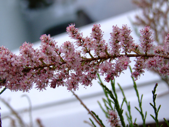 A garden flower photo