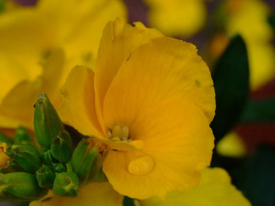 A garden flower photo