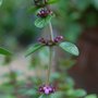 Thyme in June (Thymus pulegioides)