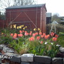 Tulipa