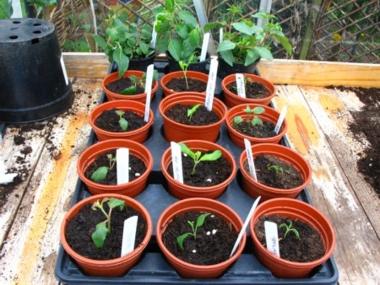 Fuchias and cuttings