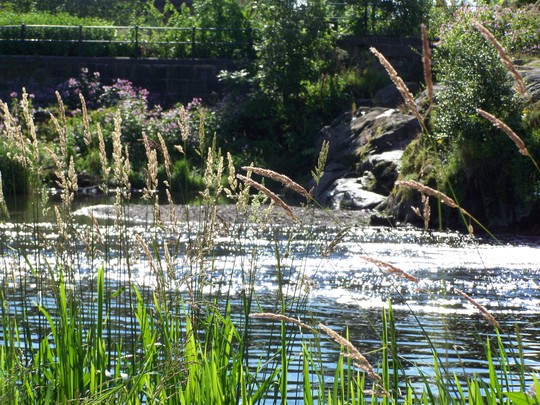 water and reeds Dundee