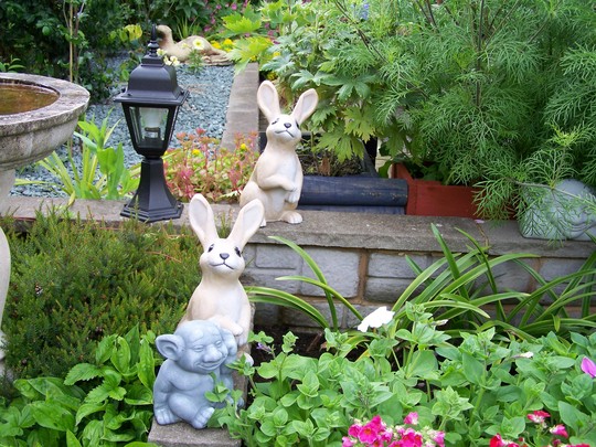 A garden flower photo