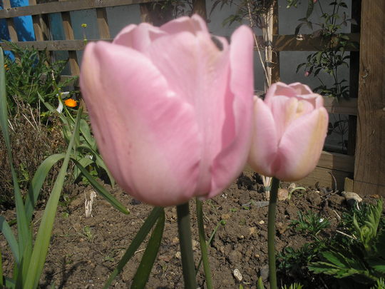 Pink Tulips