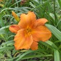 Day_lilies_002