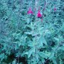 Garden_photo_s_096