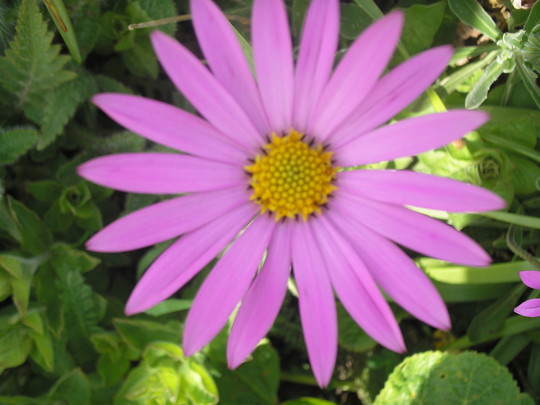 A garden flower photo