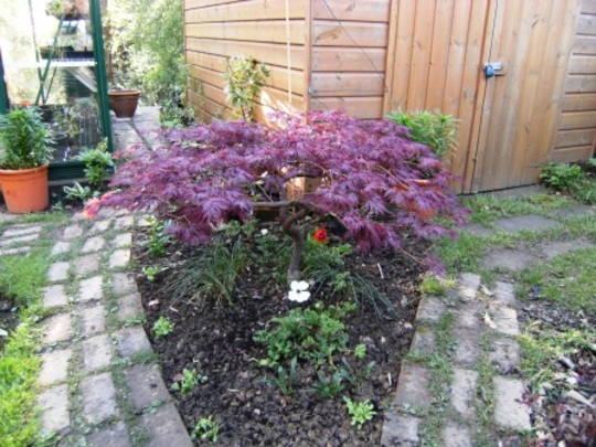 Acer (Acer palmatum (Japanese maple))