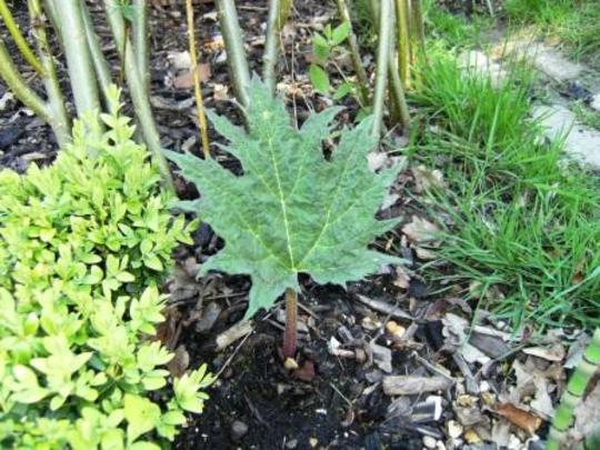 False Rhubarb (Rheum palmatum (Chinese rhubarb))