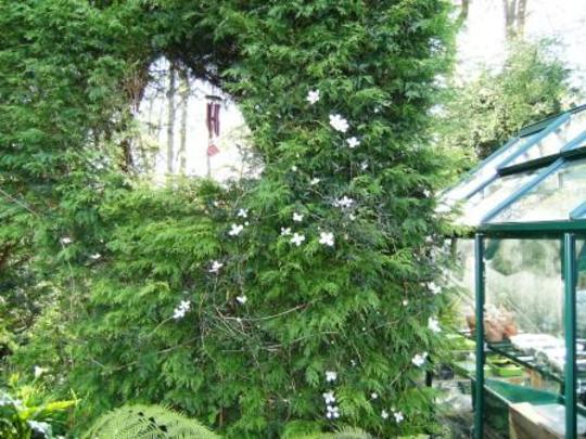 Clematis montana (Clematis montana (Clematis))