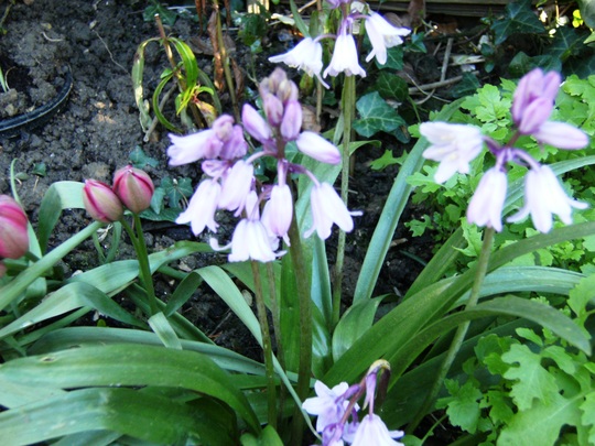 pink bluebells?